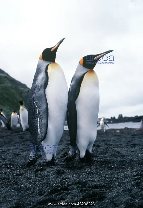 : King Penguin - two, on beach : King Penguin - two, on beach