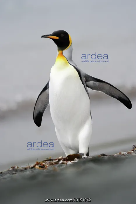 : King Penguin walking on a beach : King Penguin walking on a beach
