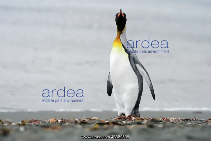 : King Penguin walking on a beach : King Penguin walking on a beach