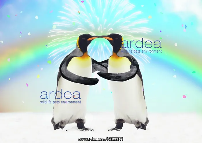 : King Penguins : King Penguins