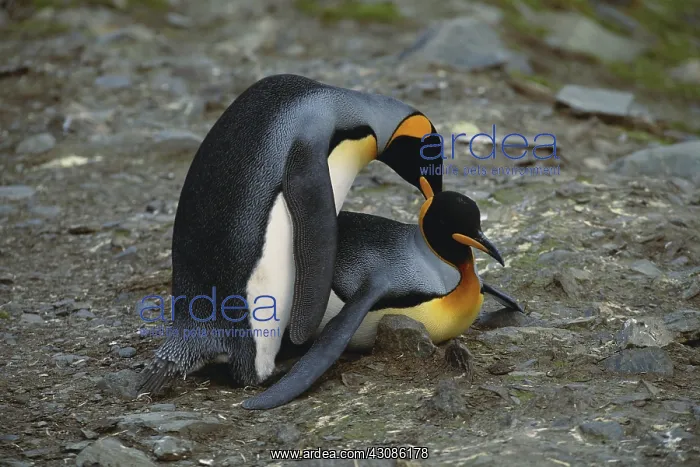 : King Penguins : King Penguins