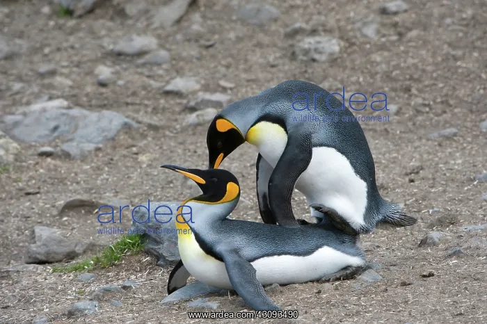 : King Penguins : King Penguins