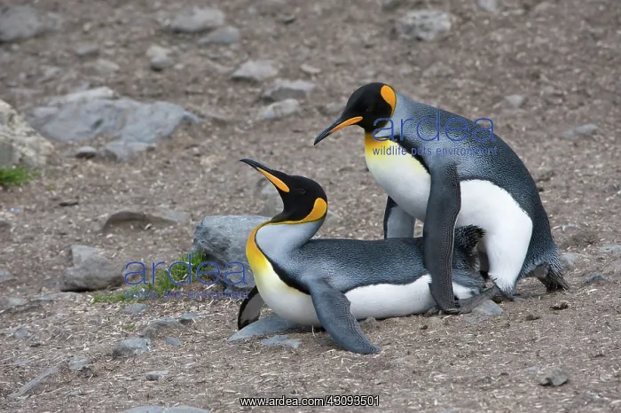 : King Penguins : King Penguins