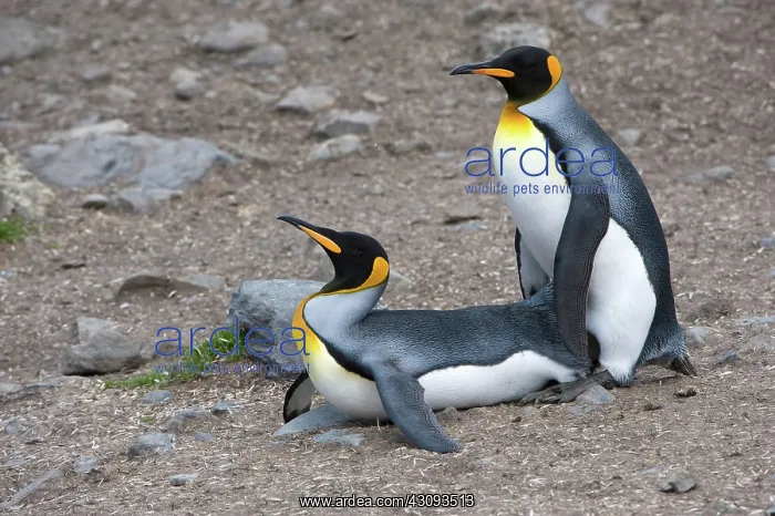 : King Penguins : King Penguins