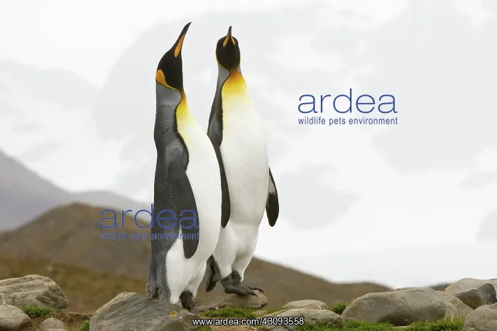 : King Penguins : King Penguins