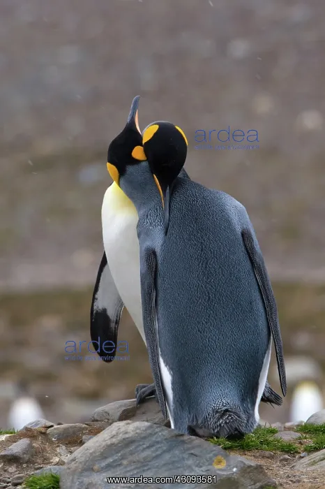 : King Penguins : King Penguins