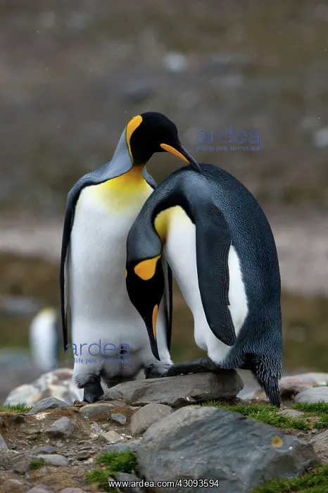 : King Penguins : King Penguins