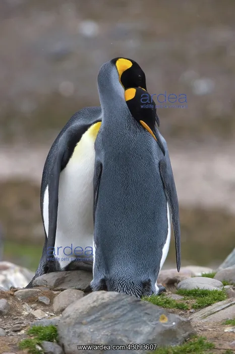  : King Penguins