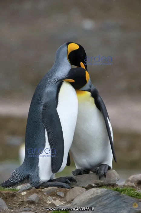 : King Penguins : King Penguins