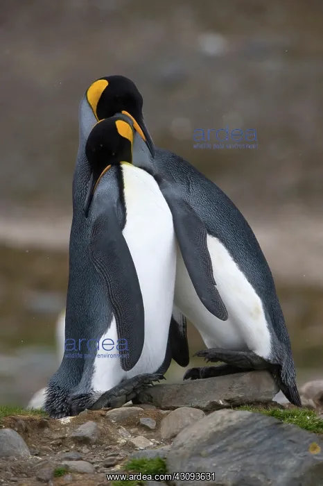 : King Penguins : King Penguins