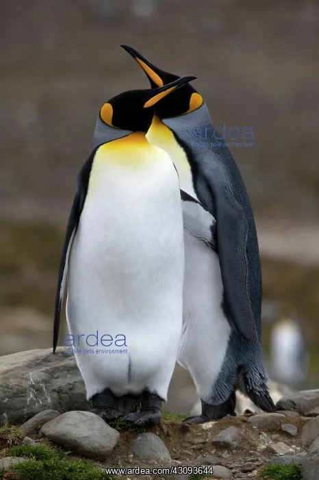  : King Penguins