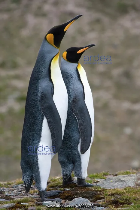 : King Penguins : King Penguins