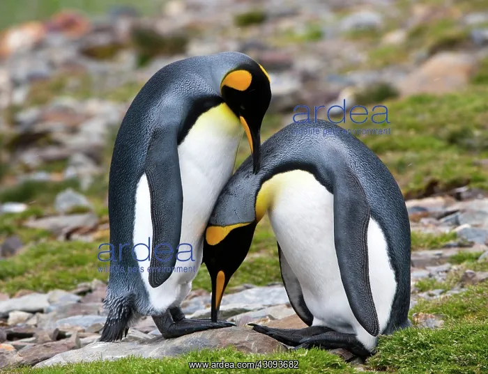 : King Penguins : King Penguins