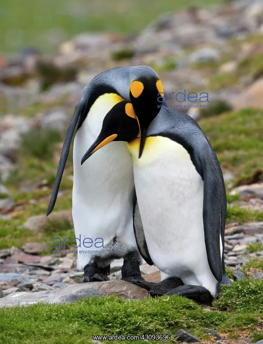 : King Penguins : King Penguins