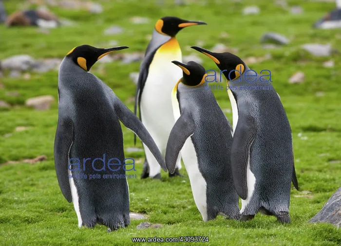 : King Penguins : King Penguins