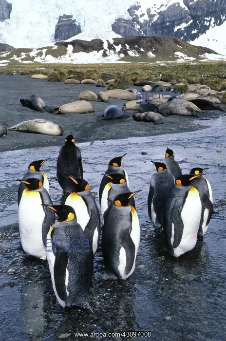 : King Penguins : King Penguins