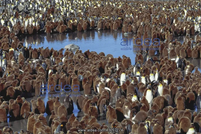 : King Penguins : King Penguins