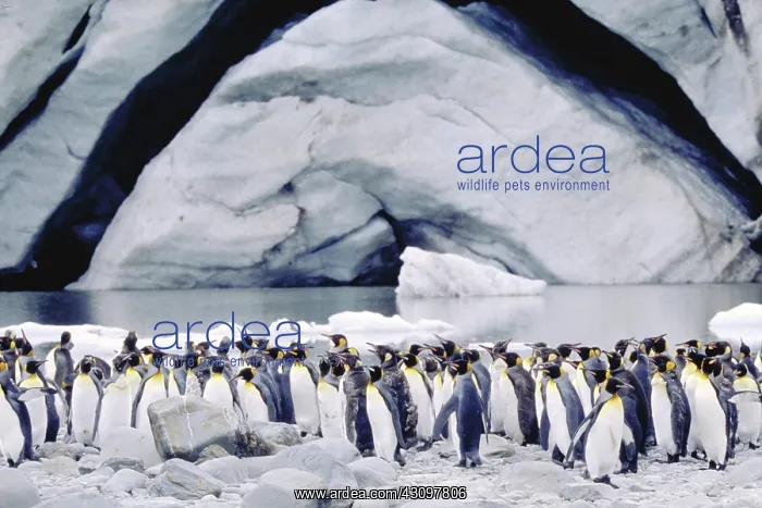  : King Penguins