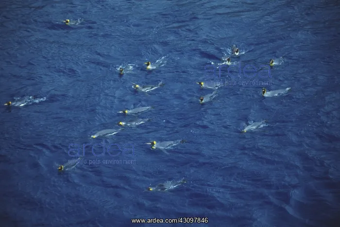 : King Penguins : King Penguins