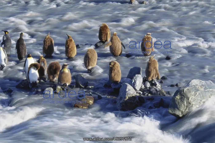 : King Penguins : King Penguins