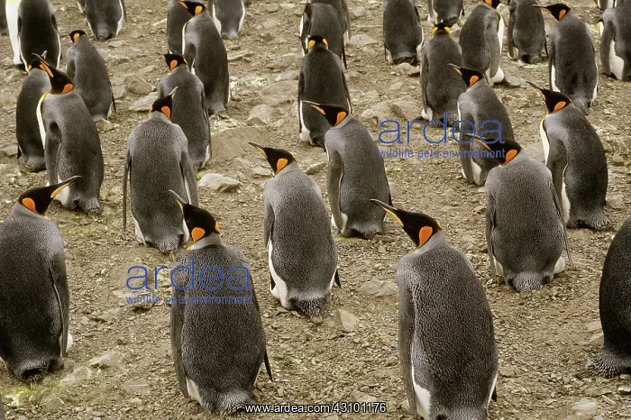 : King Penguins : King Penguins