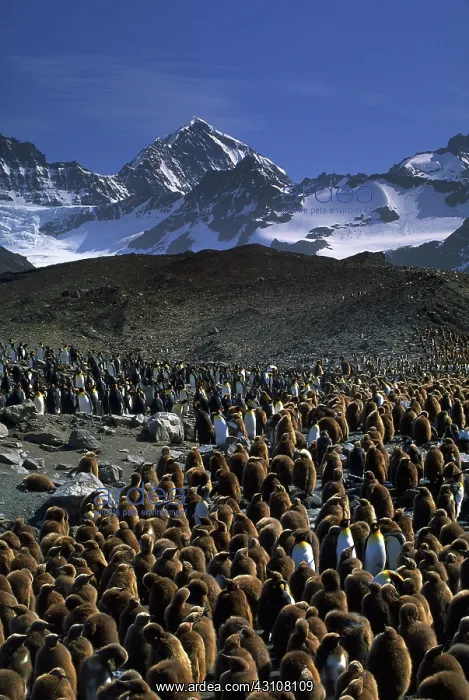 : King penguins : King penguins
