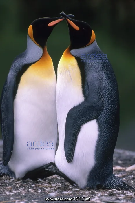: King Penguins : King Penguins