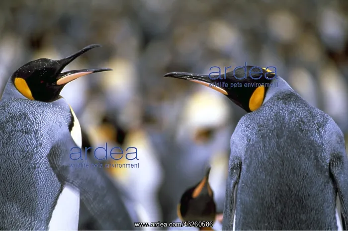 : KING PENGUINS - two : KING PENGUINS - two