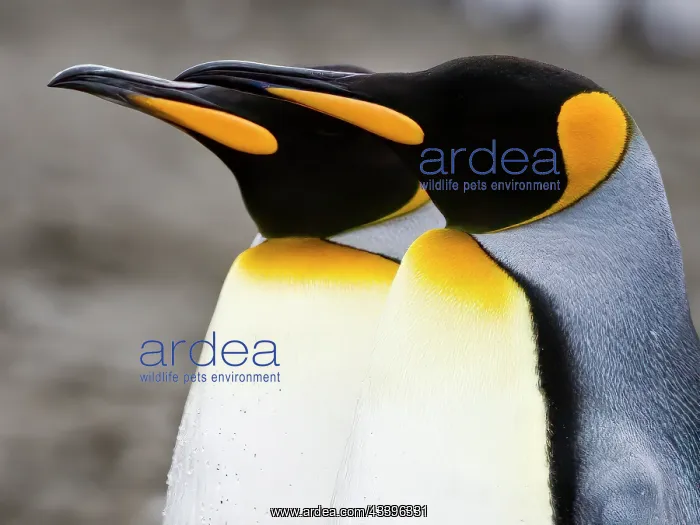 : King penguins : King penguins