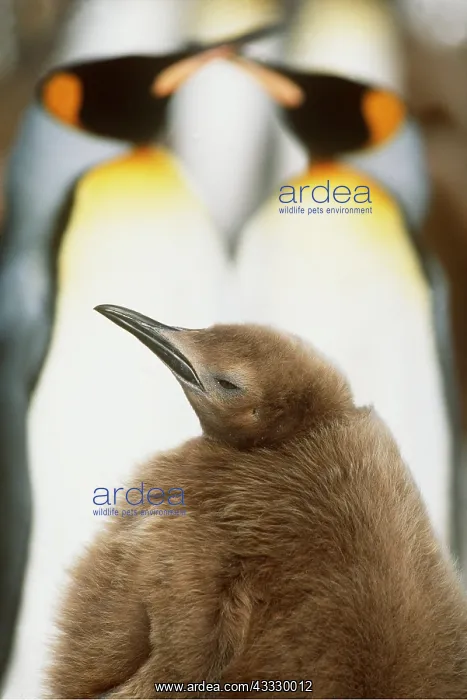 : King Penguins - two adults and 10 Month Old Chick : King Penguins - two adults and 10 Month Old Chick