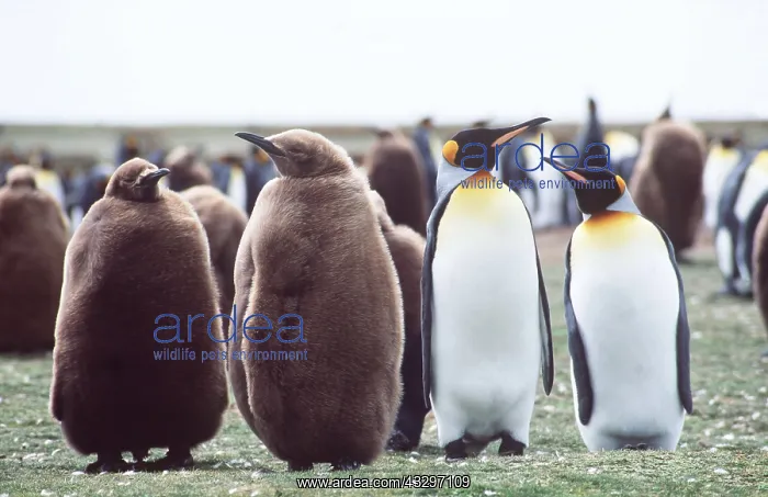 : KING PENGUINS - adults with young : KING PENGUINS - adults with young