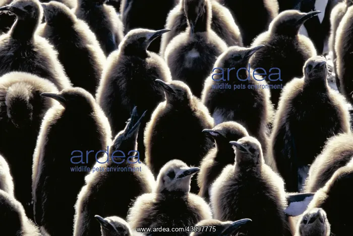 : King Penguins (Aptenodytes patagonicus) : King Penguins (Aptenodytes patagonicus)