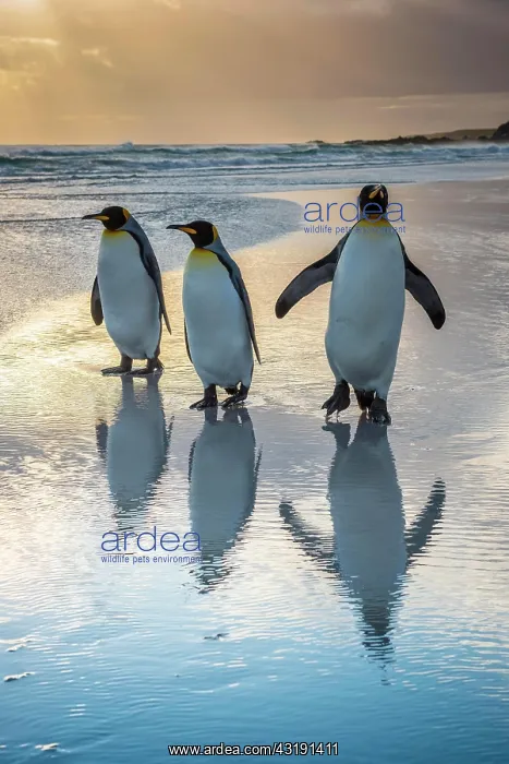 : Three King penguins (Aptenodytes patagonicus) on : Three King penguins (Aptenodytes patagonicus) on