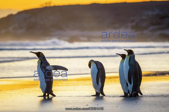: King penguins (Aptenodytes patagonicus), group runs : King penguins (Aptenodytes patagonicus), group runs