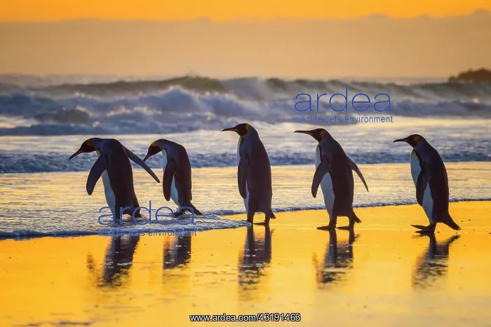 : King penguins (Aptenodytes patagonicus), group runs : King penguins (Aptenodytes patagonicus), group runs