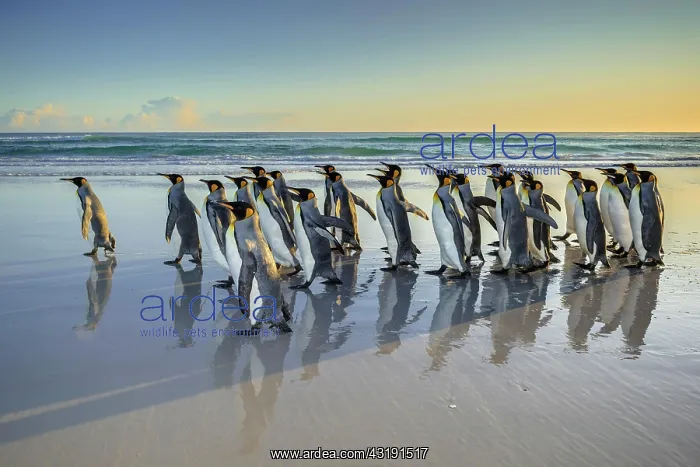 : King penguins (Aptenodytes patagonicus), group runs : King penguins (Aptenodytes patagonicus), group runs