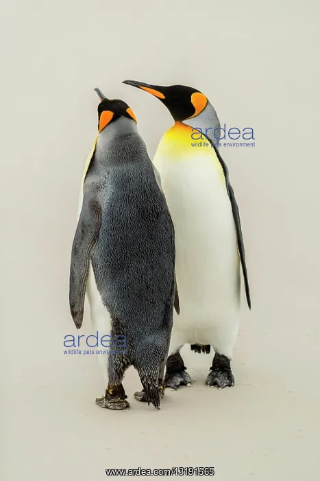 : Two King penguins (Aptenodytes patagonicus) on the : Two King penguins (Aptenodytes patagonicus) on the