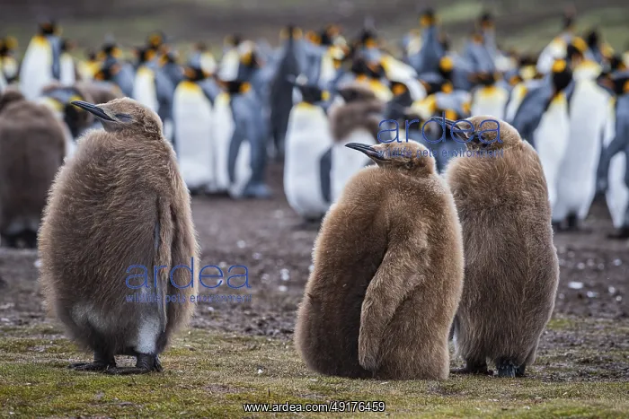 : King penguins (Aptenodytes patagonicus) : King penguins (Aptenodytes patagonicus)