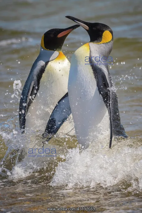 : Two King penguins (Aptenodytes patagonicus) arguing : Two King penguins (Aptenodytes patagonicus) arguing