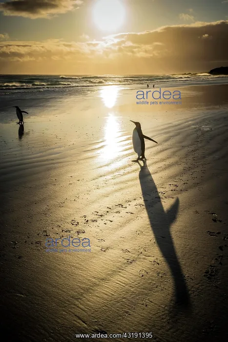 : King penguins (Aptenodytes patagonicus) at the beach : King penguins (Aptenodytes patagonicus) at the beach
