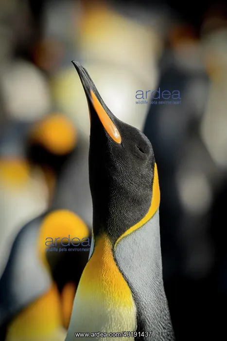 : King penguins (Aptenodytes patagonicus) in a colony : King penguins (Aptenodytes patagonicus) in a colony