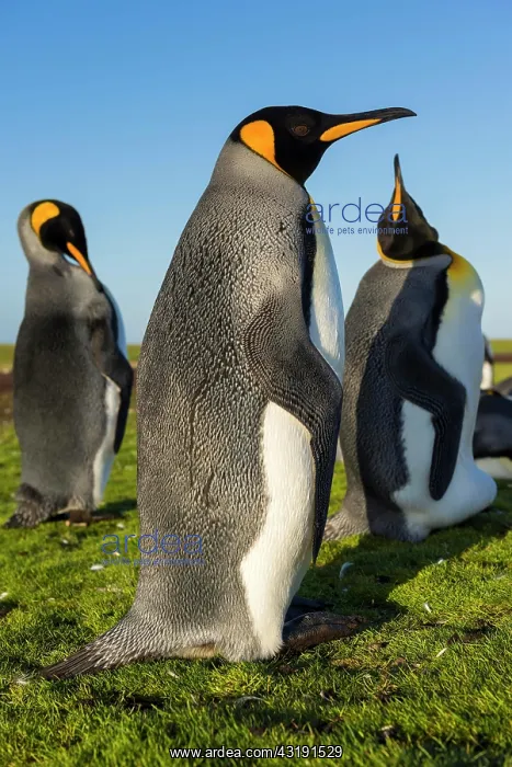 : King penguins (Aptenodytes patagonicus), Colony : King penguins (Aptenodytes patagonicus), Colony