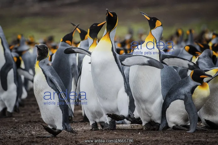 : King penguins (Aptenodytes patagonicus), fighting over : King penguins (Aptenodytes patagonicus), fighting over