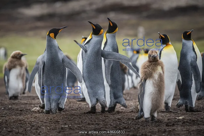 : King penguins (Aptenodytes patagonicus), fighting over : King penguins (Aptenodytes patagonicus), fighting over