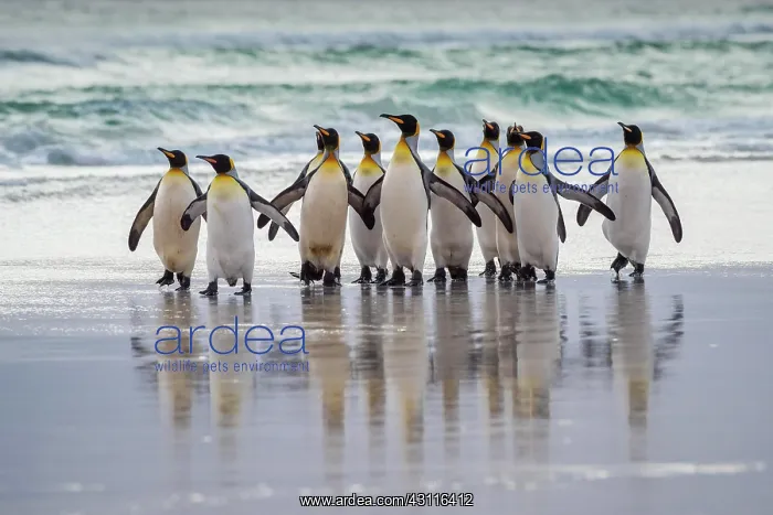 : King penguins (Aptenodytes patagonicus), Group at : King penguins (Aptenodytes patagonicus), Group at