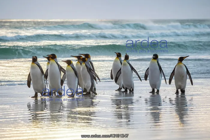 : King penguins (Aptenodytes patagonicus), Group on : King penguins (Aptenodytes patagonicus), Group on