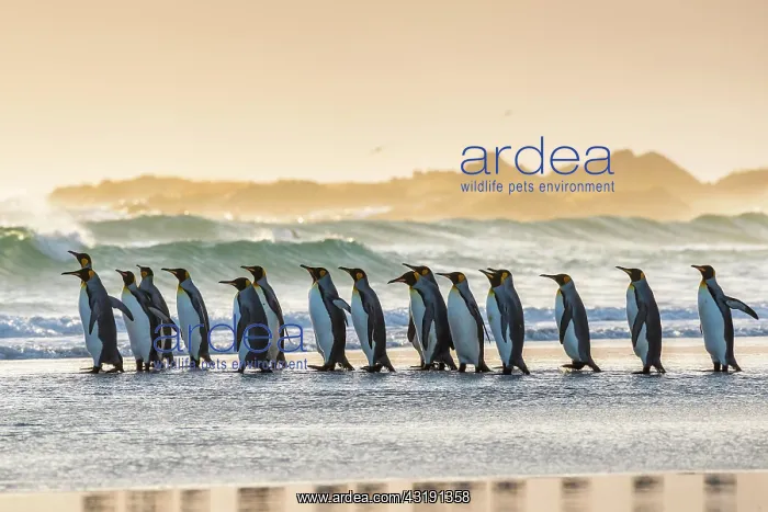 : King penguins (Aptenodytes patagonicus), group on : King penguins (Aptenodytes patagonicus), group on