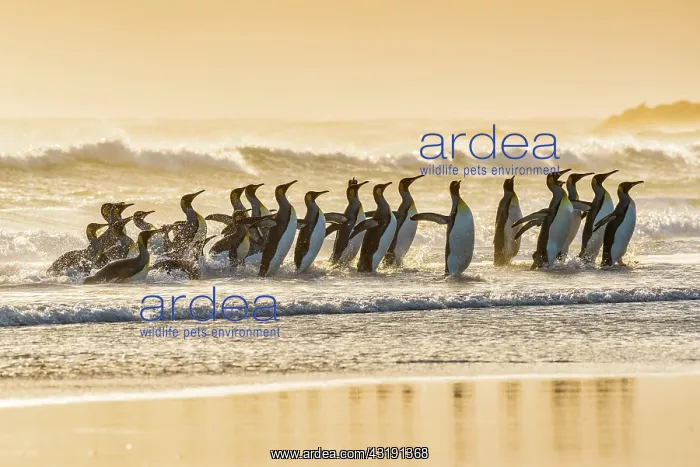 : King penguins (Aptenodytes patagonicus), group in : King penguins (Aptenodytes patagonicus), group in