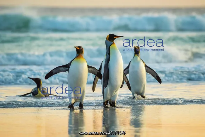 : King penguins (Aptenodytes patagonicus), group on : King penguins (Aptenodytes patagonicus), group on