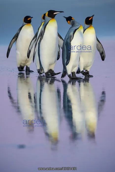 : King penguins (Aptenodytes patagonicus), Group at : King penguins (Aptenodytes patagonicus), Group at